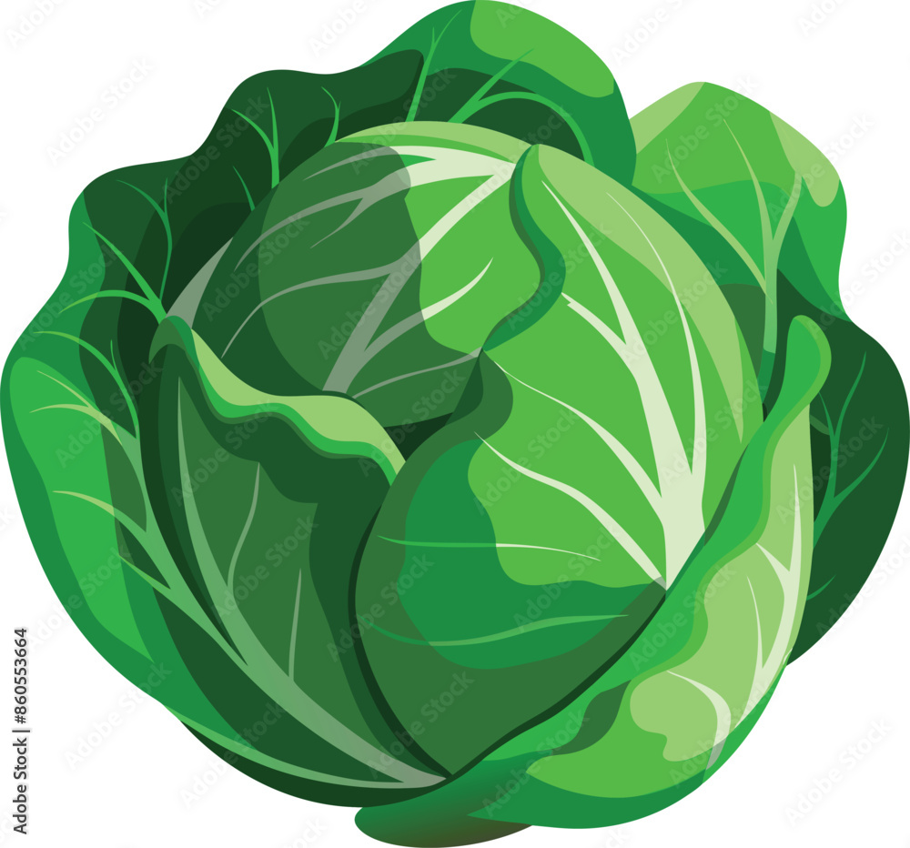 green cabbage vector illustration isolated on a white background, fresh farm organic healthy food green cabbage vector illustration isolated on a white background, fresh farm organic healthy food