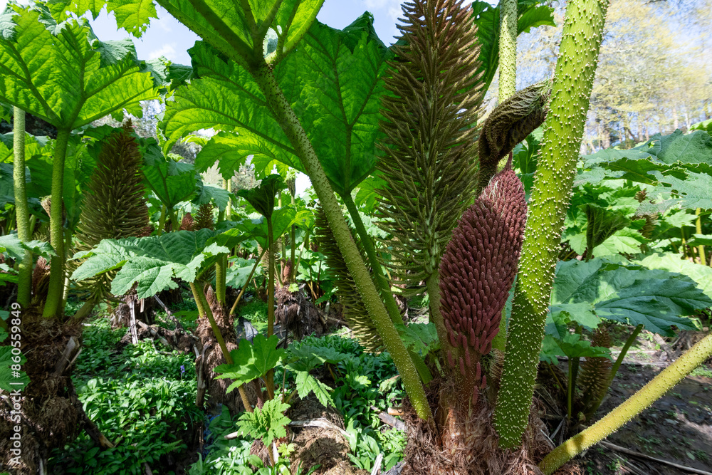 Close up of giant rhubarb in bloom Close up of giant rhubarb in bloom