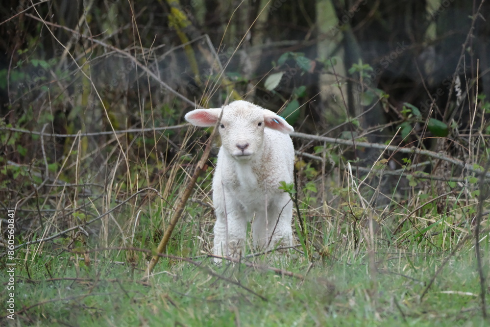 Obraz premium Mouton dans une prairie
