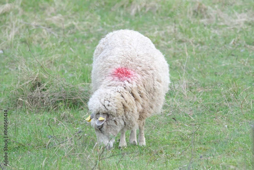 Obraz premium Mouton blanc dans une prairie