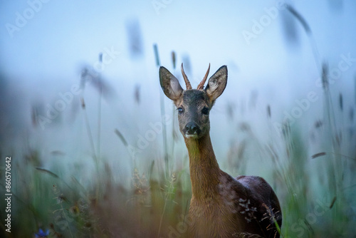 Rehbock im Morgennebel
