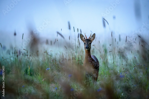 Rehbock im Morgennebel