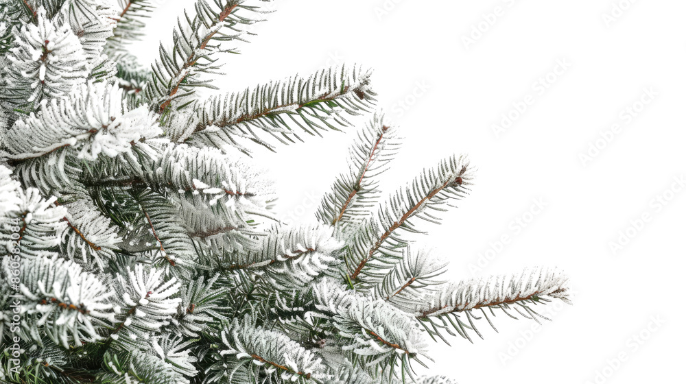 Christmas tree, close up on a transparent background Christmas tree, close up on a transparent background