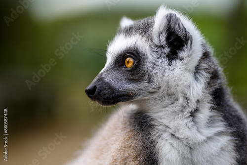 Katta-Portrait