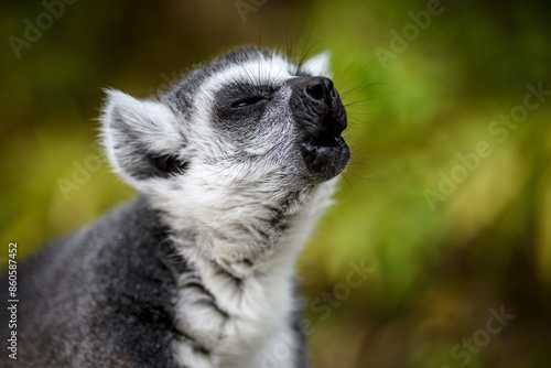 Katta-Portrait