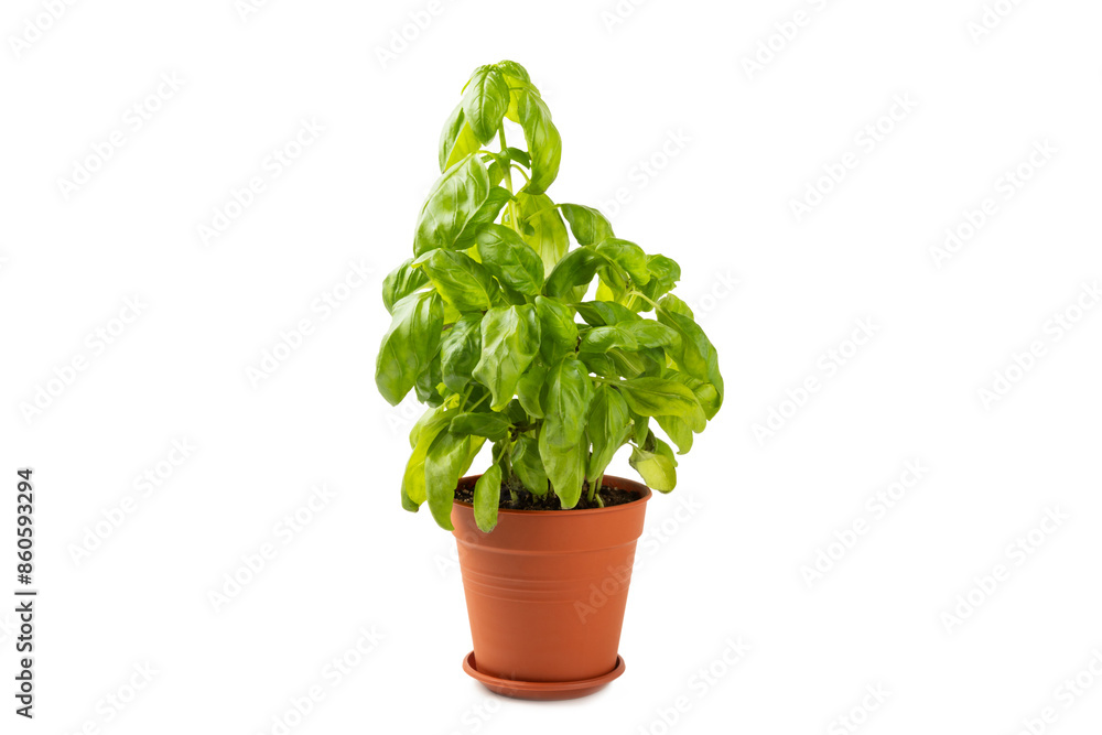 Fototapeta premium Fresh basil plant in a pot isolated on white background. Fresh organic basil leaves isolated on white background. Spices. Vegan.