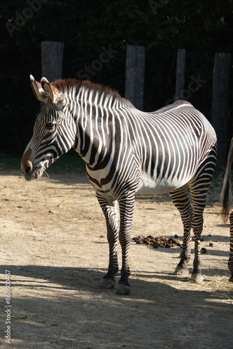 Zèbre dans un zoo