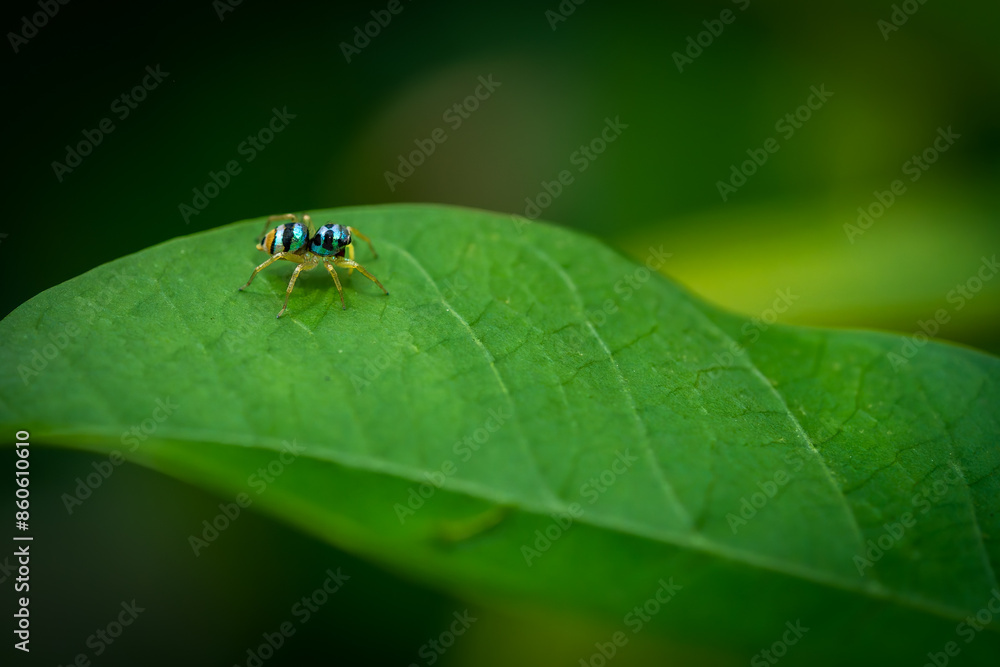 A Jumping Spider A Jumping Spider