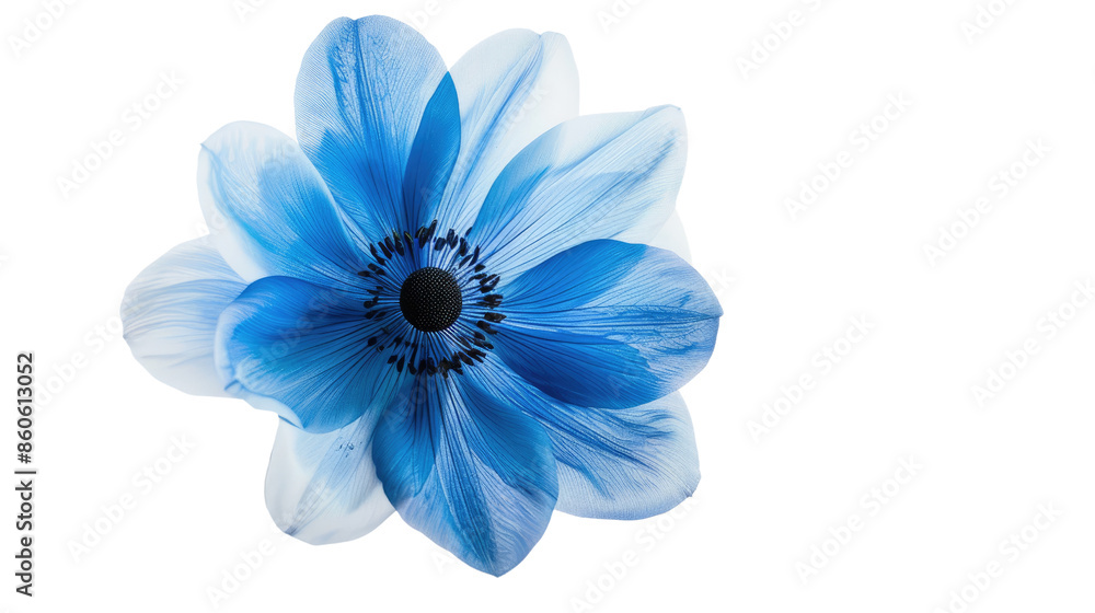Fototapeta premium Blue flower on a transparent background