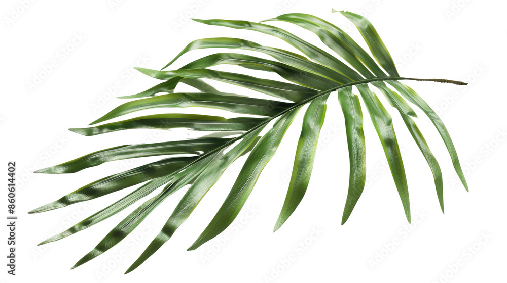 Palm tree leaf on a transparent background Palm tree leaf on a transparent background
