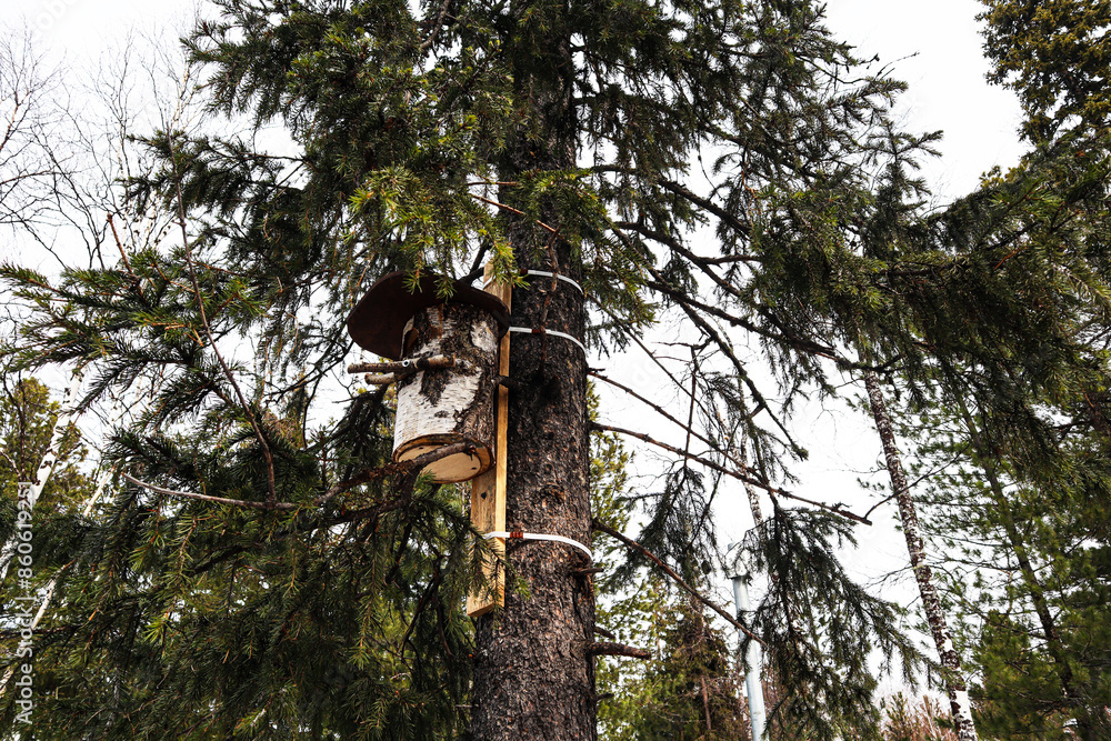 Fototapeta premium squirrel on tree