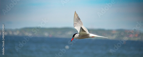 Arctic tern in flight blue sky.