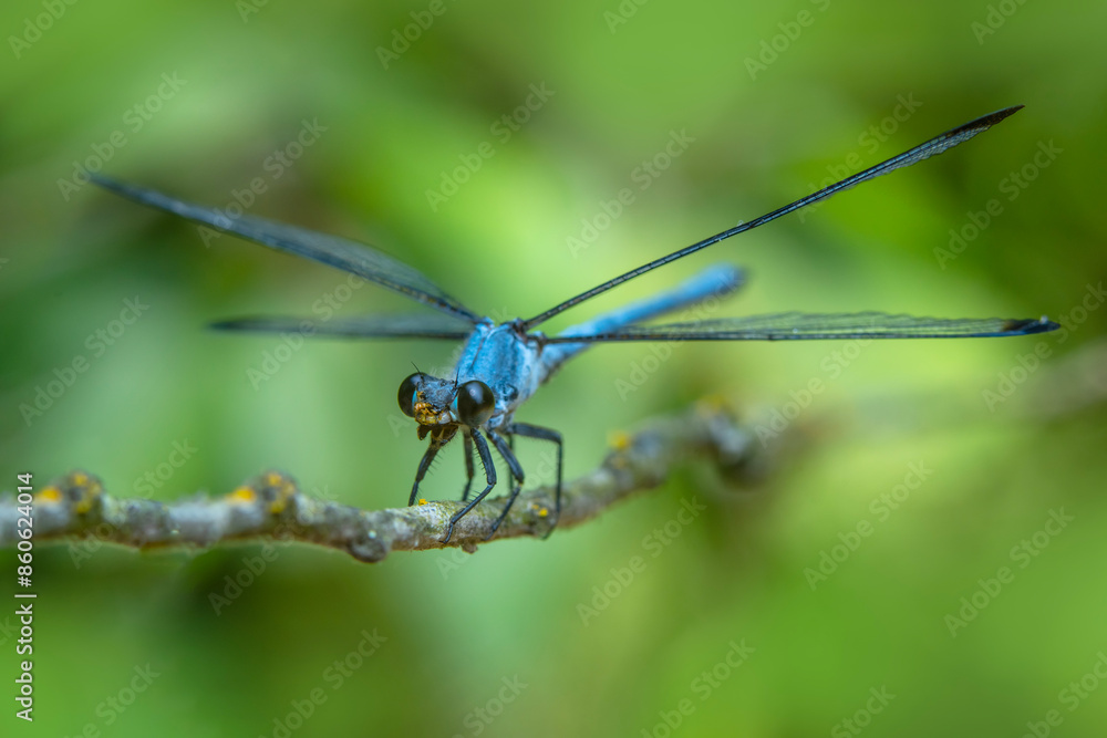 Macro shots, Beautiful nature scene damselfly. Macro shots, Beautiful nature scene damselfly.