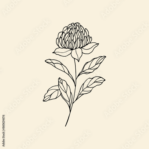 Hand drawn waratah flower. Australian native flower