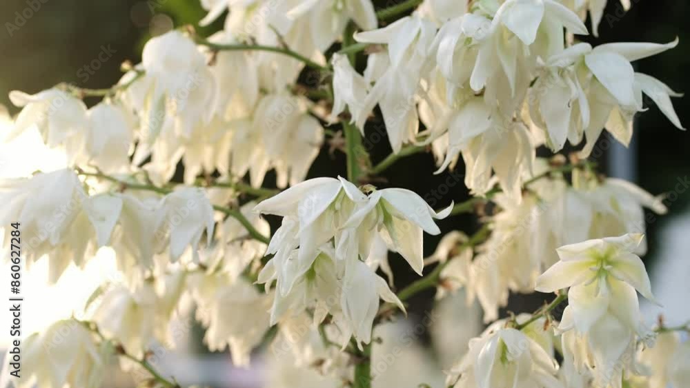 White flowers of Yucca filamentosa plant or Adam’s needle , in a garden in a sunny summer day, beautiful outdoor floral background. White flowers of Yucca filamentosa plant or Adam’s needle , in a garden in a sunny summer day, beautiful outdoor floral background.
