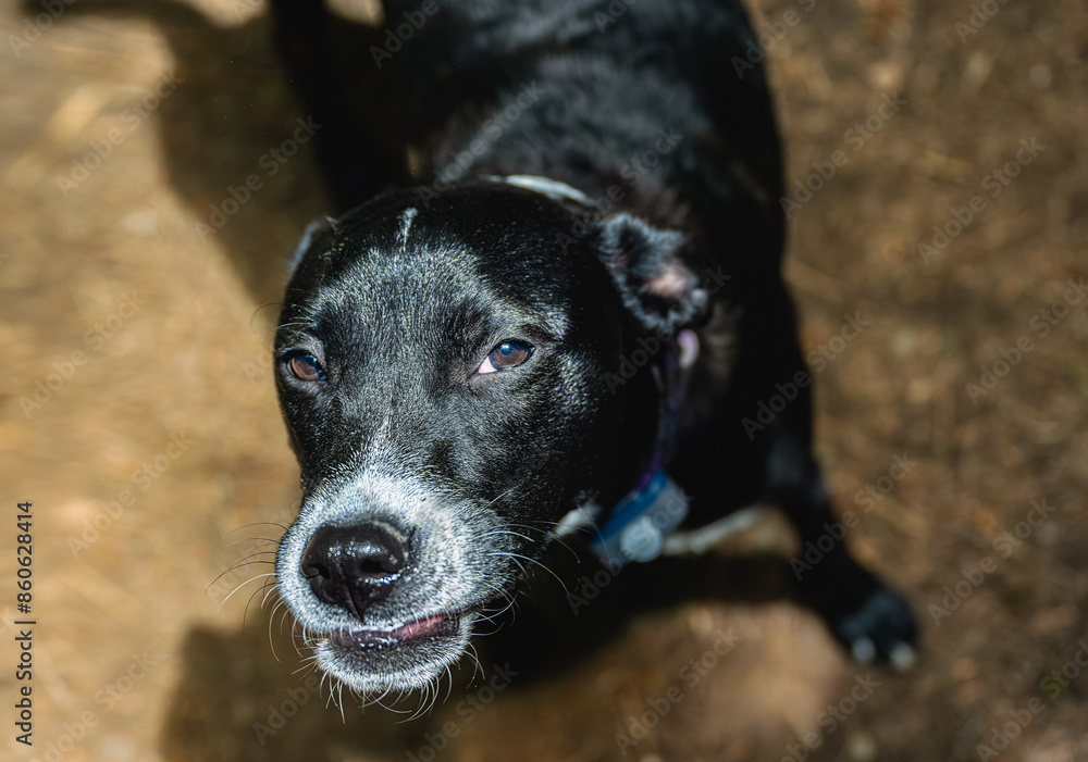 A SENIOR DOG WITH BRIGHT EYES LOOKING UP WITH A GRAY MUZZLE AND A MUTED BACKGROUND AT PIONEER PARK ON MERCER ISLAND WASHINGTON A SENIOR DOG WITH BRIGHT EYES LOOKING UP WITH A GRAY MUZZLE AND A MUTED BACKGROUND AT PIONEER PARK ON MERCER ISLAND WASHINGTON