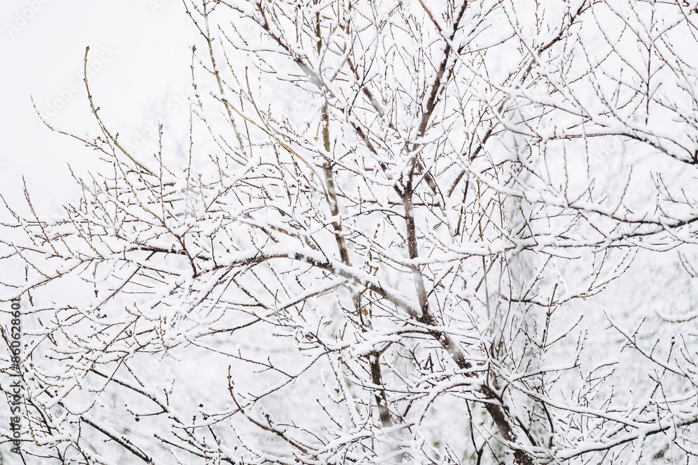Arrière-plan branchages d'arbres sous la neige en hiver Arrière-plan branchages d'arbres sous la neige en hiver