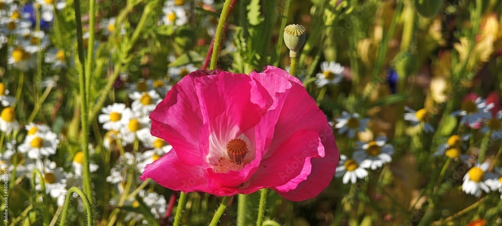 Pinkfarbene Mohnblüte Pinkfarbene Mohnblüte