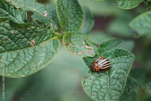 The Colorado potato beetle eats a green potato leaf photo