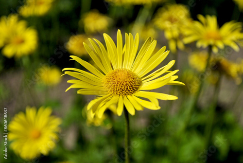 yellow dandelion flower