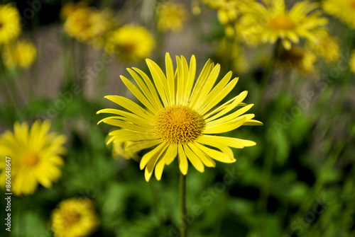 yellow dandelions on grass