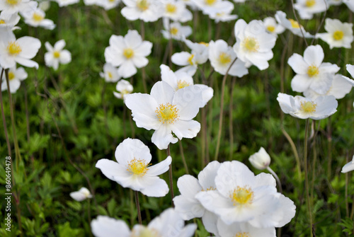 white spring flowers