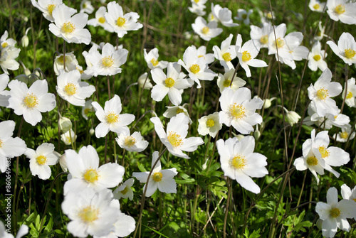 white flowers