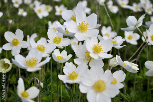 white flowers in the garden