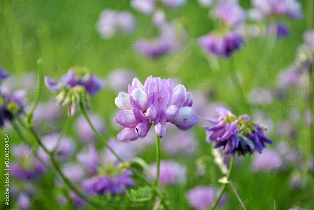 flowers in the field flowers in the field