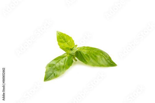 Basil isolated on white background. Fresh organic basil leaves isolated on white background. Spices. Vegan.