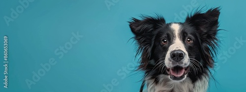 Black and White Border Collie Puppy Lying on Floor
