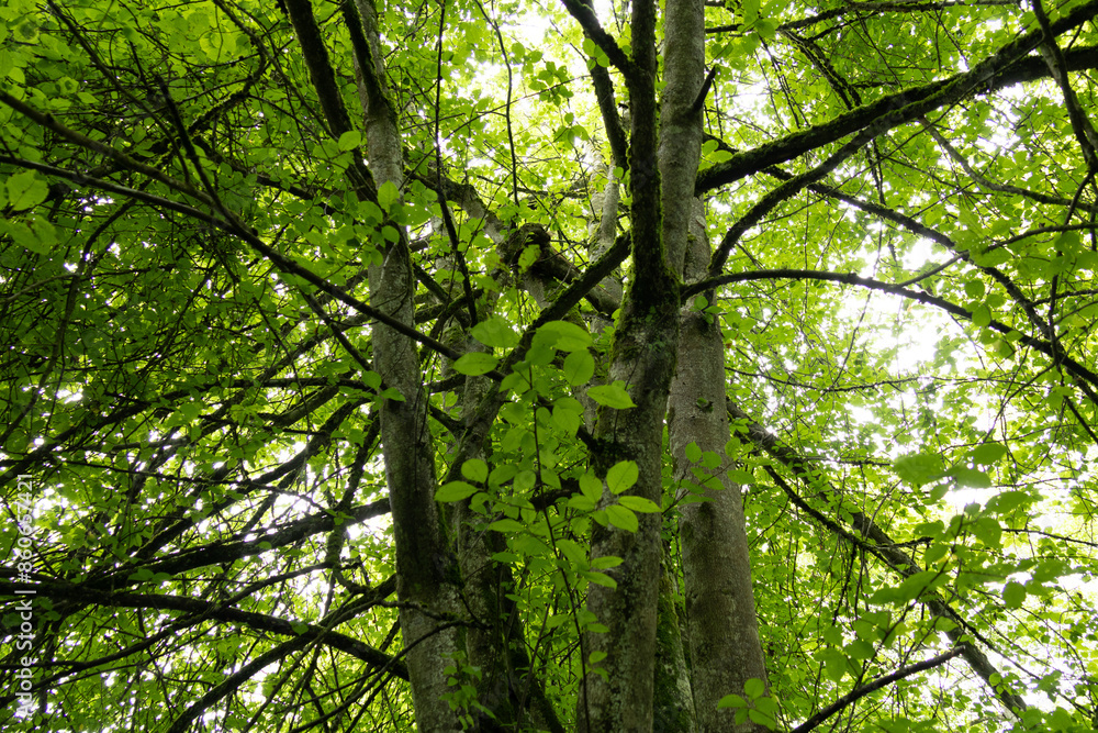 Lebendiger Wald: Ruhe und Harmonie Lebendiger Wald: Ruhe und Harmonie