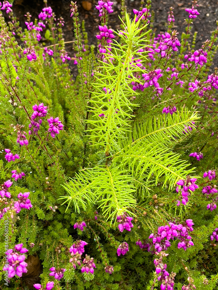 Obraz premium flowers in the garden