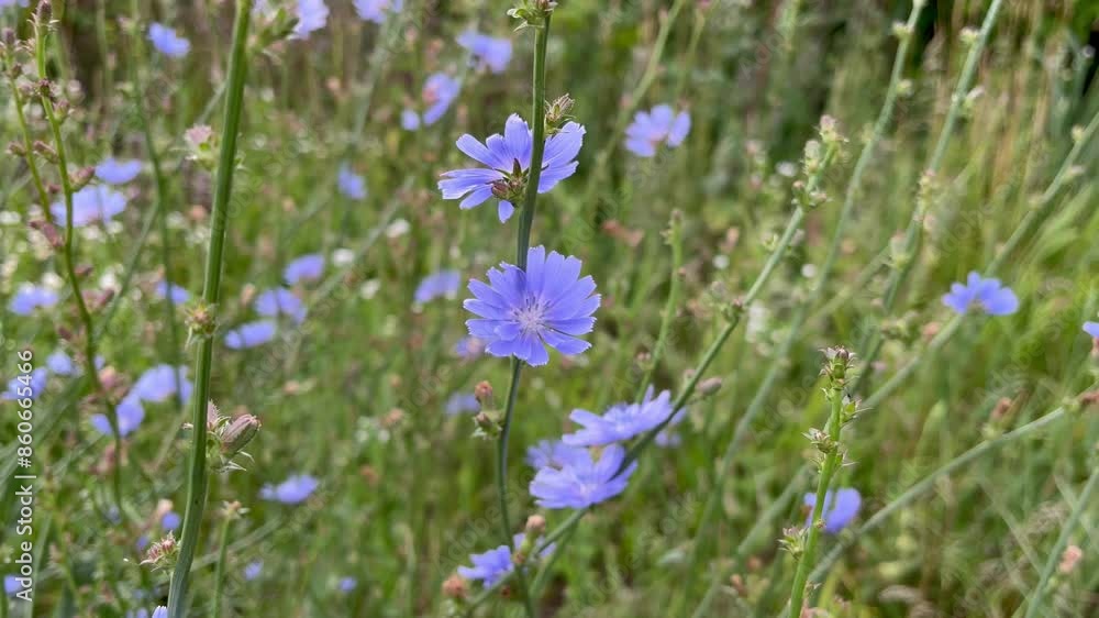 medical plant chicory growing in the meadow medical plant chicory growing in the meadow