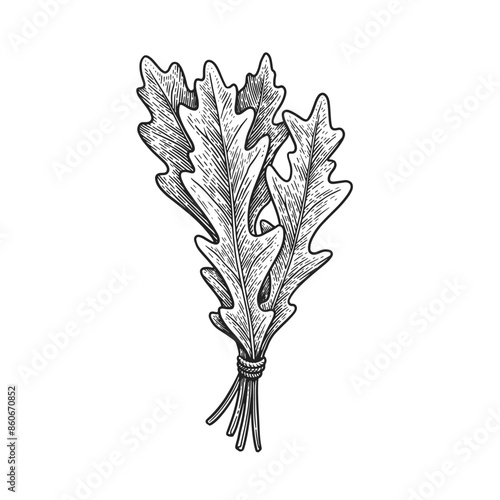 Arugula leaves tied in a bunch on a light isolated background. Hand-drawn plant for cooking healthy food. The concept of organic food. Vector vintage illustration.