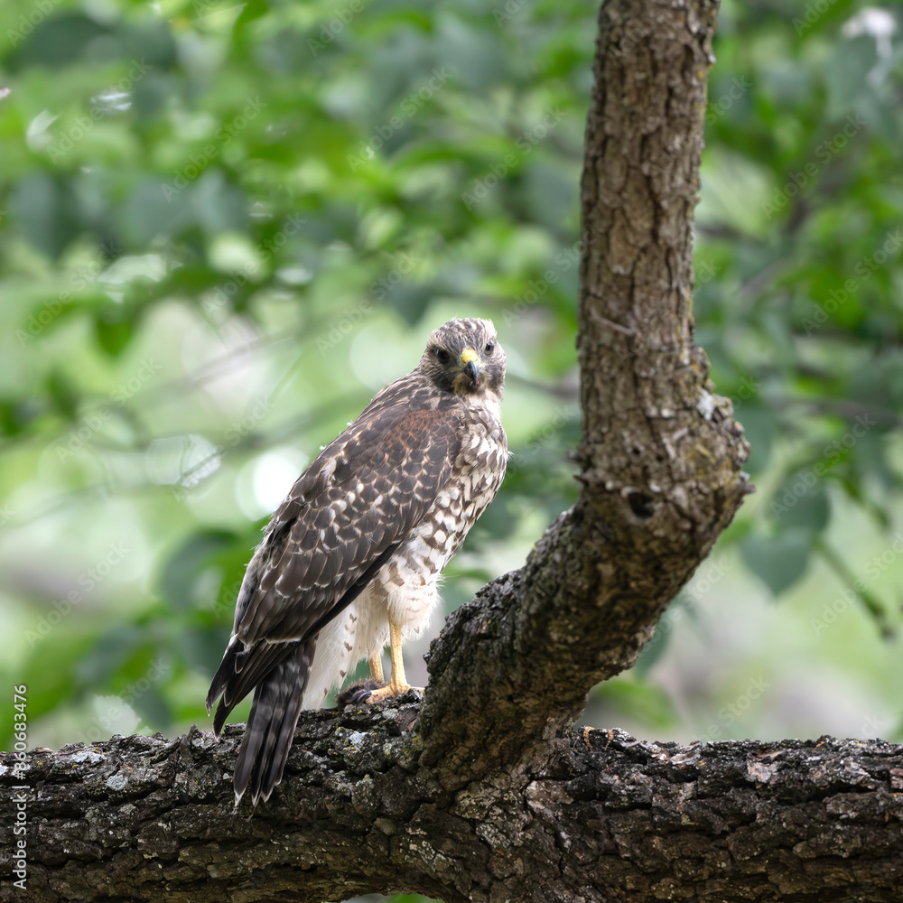 Red-shouldered hawk Red-shouldered hawk