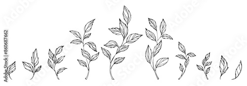 Set of contour branches and leaves. Collection of ink hand drawing plants