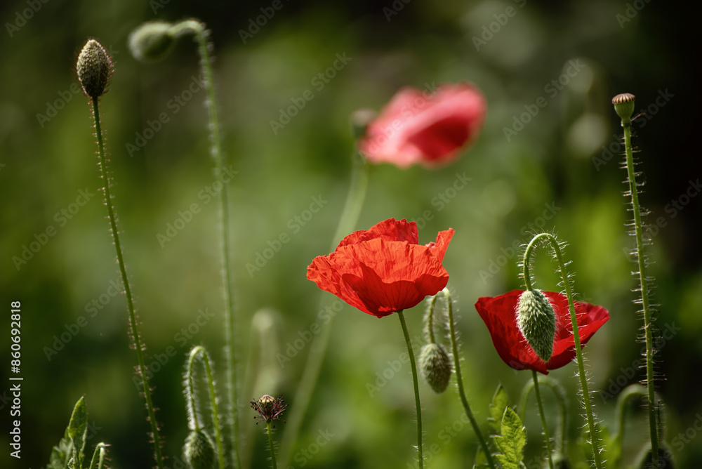 Naklejka premium Red spring poppy