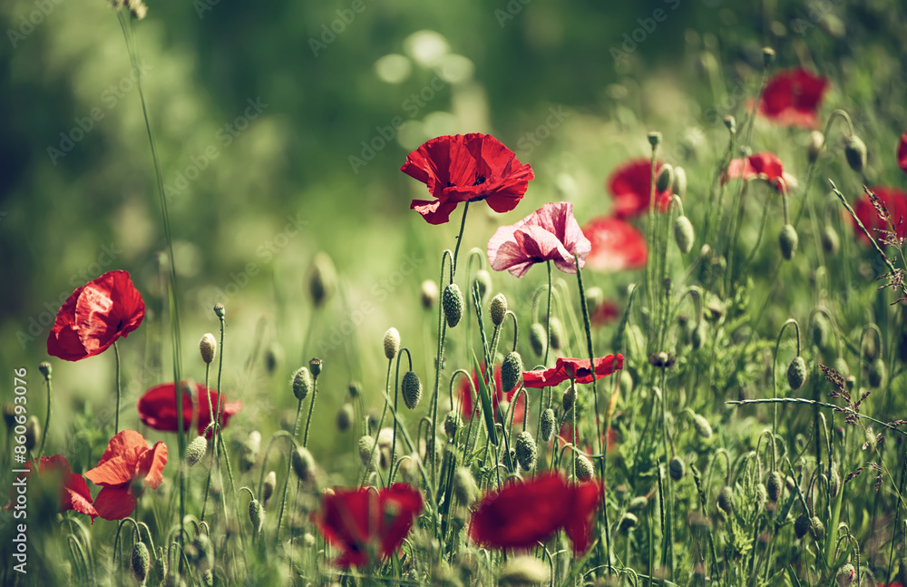 Obraz premium Red spring poppy