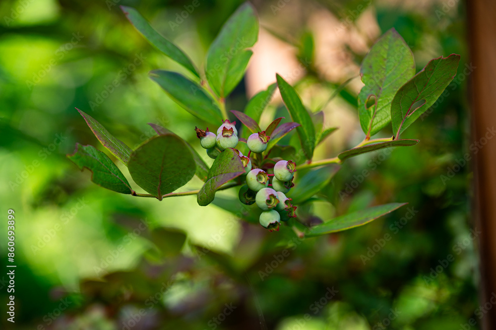 Garten, Pflanzen, Cannabis, Blüten, Schnecken, Tiere, Blumen Garten, Pflanzen, Cannabis, Blüten, Schnecken, Tiere, Blumen