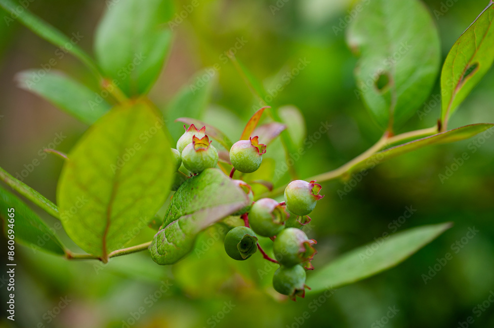 Garten, Pflanzen, Cannabis, Blüten, Schnecken, Tiere, Blumen Garten, Pflanzen, Cannabis, Blüten, Schnecken, Tiere, Blumen