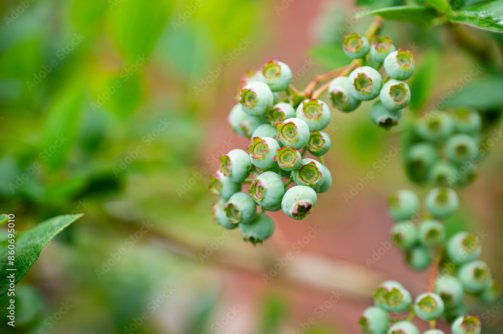 Garten, Pflanzen, Cannabis, Blüten, Schnecken, Tiere, Blumen Garten, Pflanzen, Cannabis, Blüten, Schnecken, Tiere, Blumen