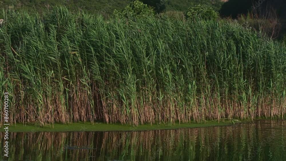 Dark colored Lush reed plants growing along the calm water surface, reflecting the serene and natural beauty of a wetland area. Dark colored Lush reed plants growing along the calm water surface, reflecting the serene and natural beauty of a wetland area.