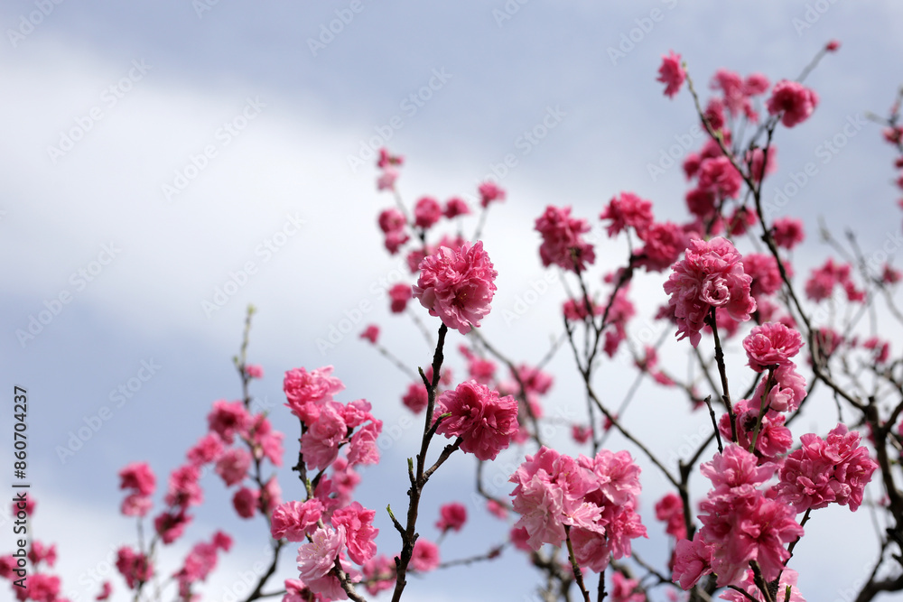 Japan cherry blossom, Branches of sakura flowers with blue sky Japan cherry blossom, Branches of sakura flowers with blue sky