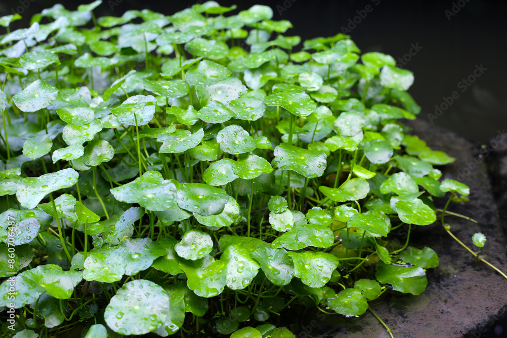 Centella asiatica (gotu kola). Raindrops on leaves Centella asiatica (gotu kola). Raindrops on leaves