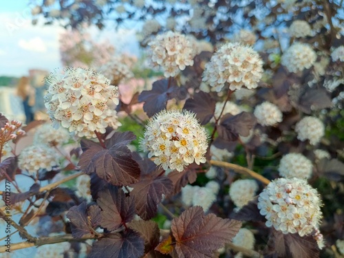 flowering shrub with white flowers