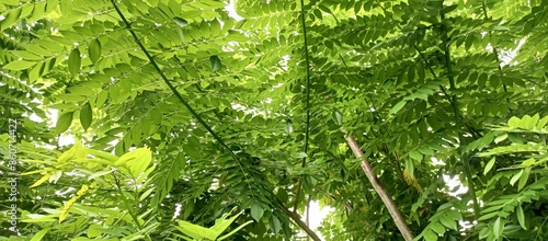 Moringa leaves contain antioxidants and beta carotene background