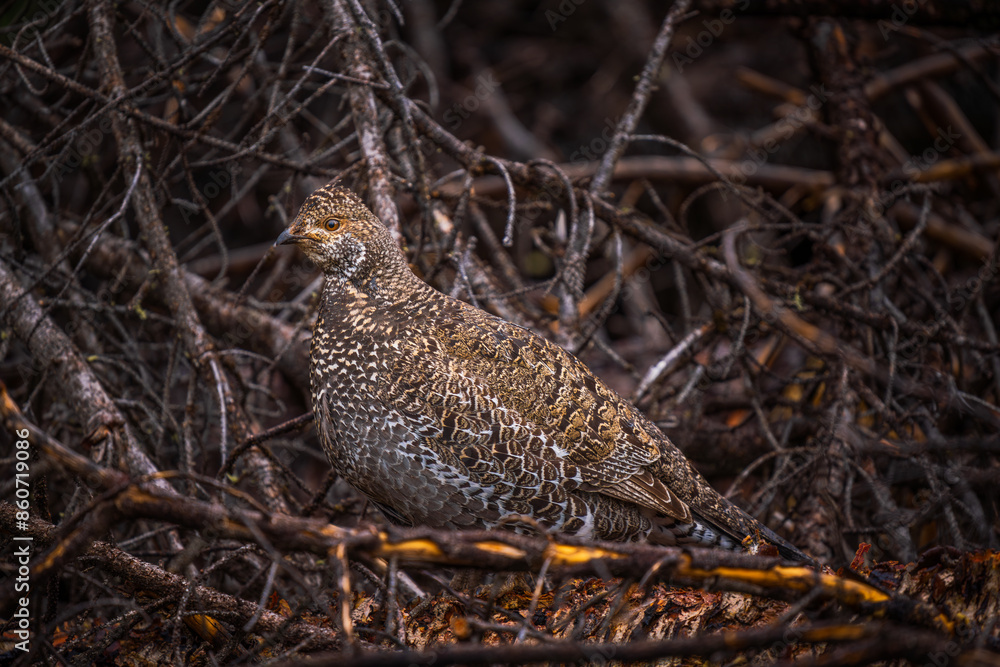 Quail close up with tree twig background Quail close up with tree twig background