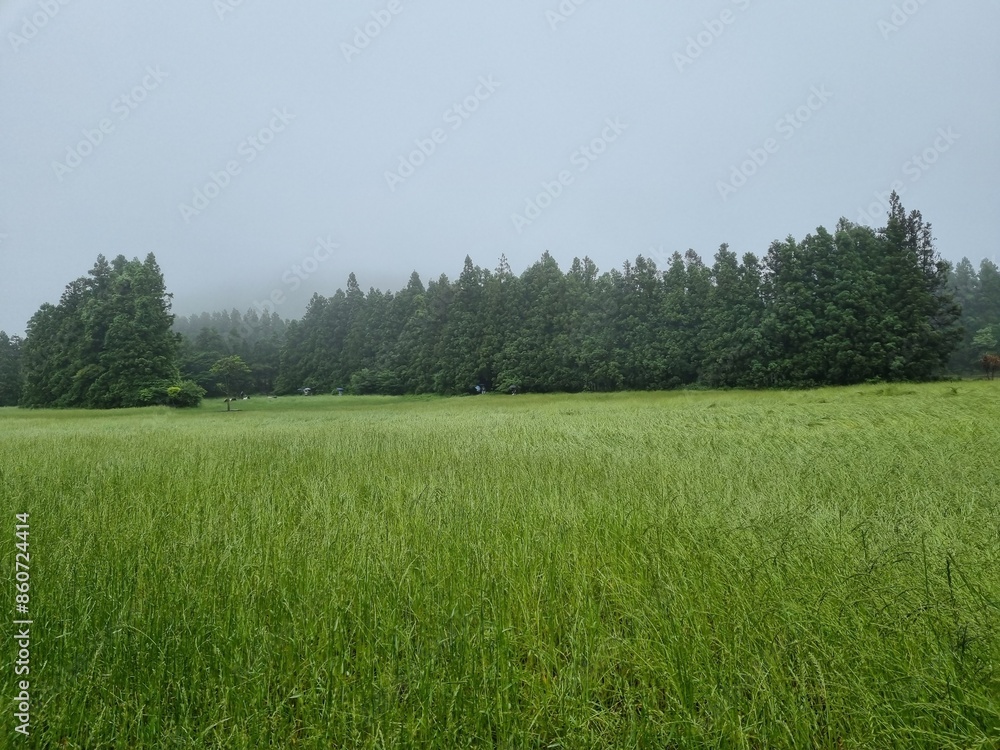 Fototapeta premium A view of the Saryeoni Forest Path of Jeju Island in korea