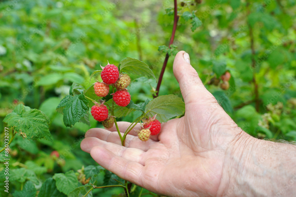 raspberry bush with the first ripe berries in a farmer's hand. raspberries in hand. raspberry bush with the first ripe berries in a farmer's hand. raspberries in hand.